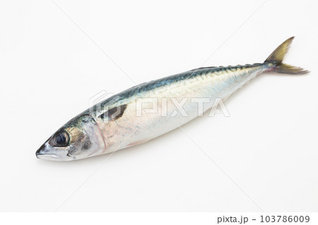 さば 103786009