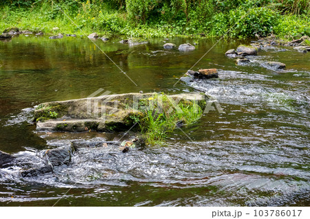 View of trees along the river in the forest 103786017