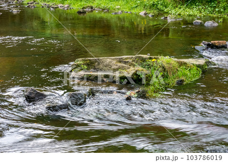 View of trees along the river in the forest 103786019