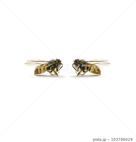 Bee Close-Up on White background 103786029