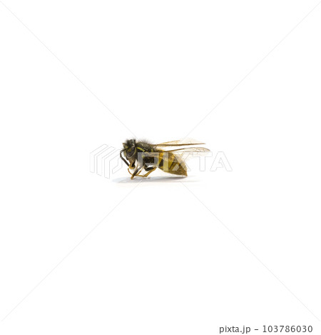 Bee Close-Up on White background 103786030
