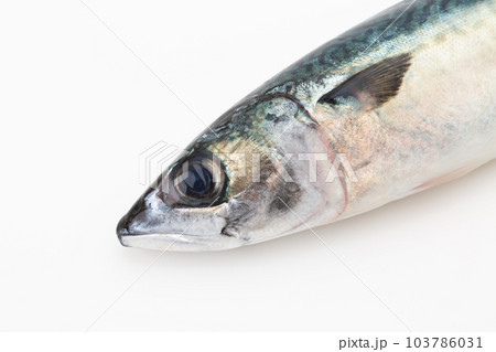 さば 103786031