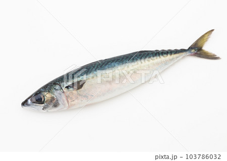 さば さば 103786032
