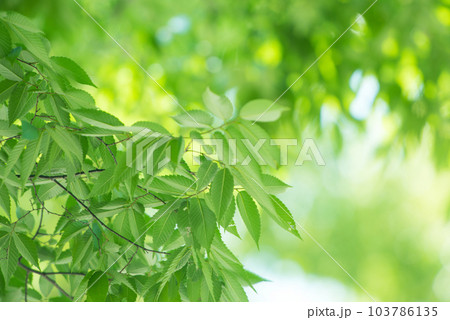 爽やか春の芽吹き 新緑 爽やか春の芽吹き 新緑 103786135