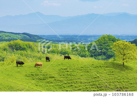 【熊本県】深緑の阿蘇「扇棚田」 103786168
