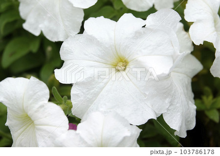 白いツクバネアサガオの花 103786178