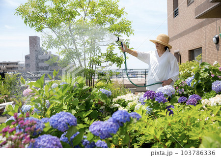 ガーデニング、アジサイに散水するミドルの日本人女性 103786336