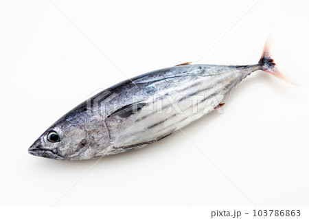 カツオ 103786863