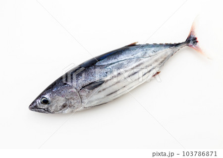 カツオ カツオ 103786871