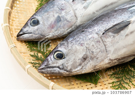 カツオの写真素材 [103786907] - PIXTA