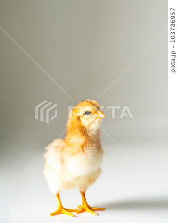 Little newborn yellow chicken on white with copy space Little newborn yellow chicken on white with copy space 103786957