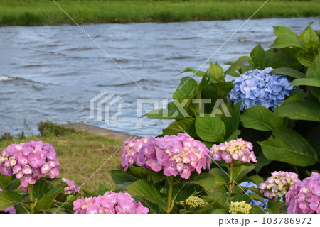 道の駅 多古あじさい館のアジサイ 103786972