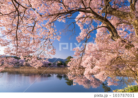 《長野県》六道の堤・桜満開 《長野県》六道の堤・桜満開 103787031