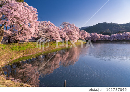 《長野県》六道の堤・桜満開 《長野県》六道の堤・桜満開 103787046