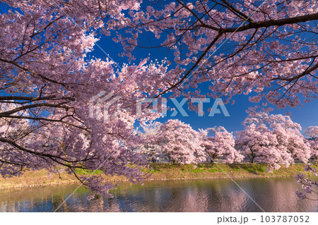 《長野県》六道の堤・桜満開 103787052