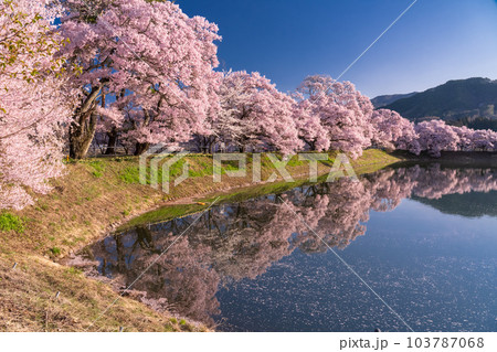 《長野県》六道の堤・桜満開 103787068