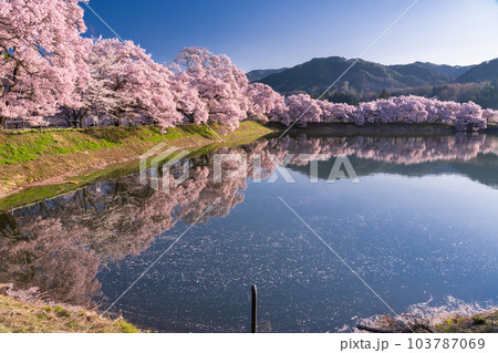 《長野県》六道の堤・桜満開 103787069