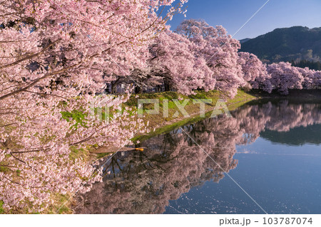 《長野県》六道の堤・桜満開 《長野県》六道の堤・桜満開 103787074