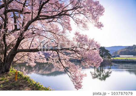 《長野県》六道の堤・桜満開 103787079