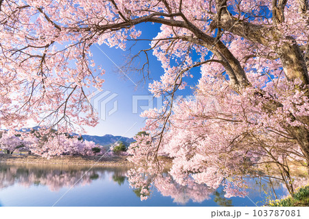 《長野県》六道の堤・桜満開 103787081