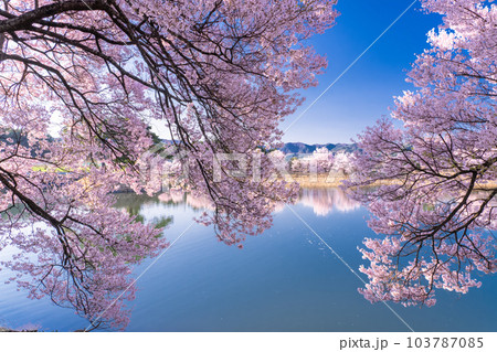 《長野県》六道の堤・桜満開 《長野県》六道の堤・桜満開 103787085