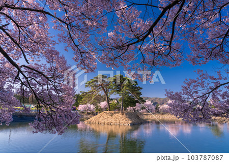 《長野県》六道の堤・桜満開 103787087