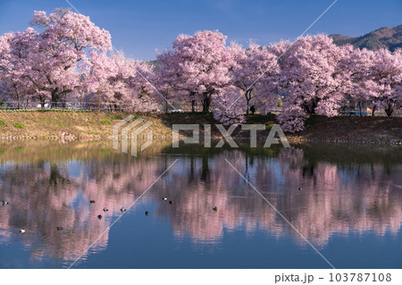 《長野県》六道の堤・桜満開 《長野県》六道の堤・桜満開 103787108
