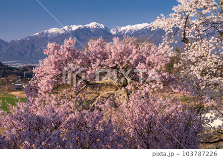 《長野県》六道の堤・桜満開 103787226