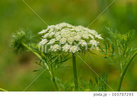 ハナウドの花 103787293