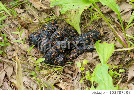 野生動物の排泄物 103787308