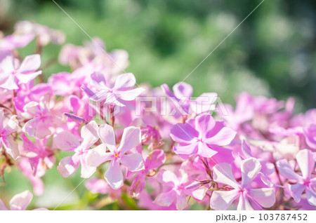 春の花 ライラック 春の花 ライラック 103787452