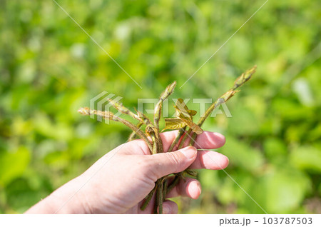 手に取ったクズの芽 103787503