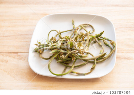 収穫した若い葛の芽 103787504