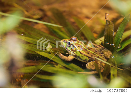 カエル 103787893