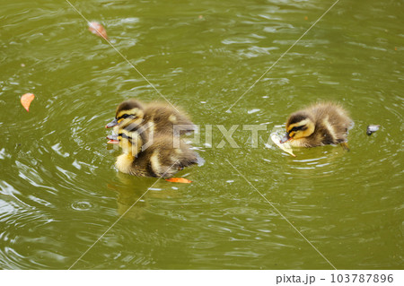 カルガモの赤ちゃん 103787896