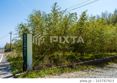 天然記念物の篠原の金明竹（キンメイチク）｜竹イメージ｜石川県加賀市 103787923