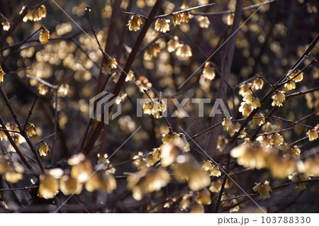大阪  鶴見緑地  ロウバイ 103788330