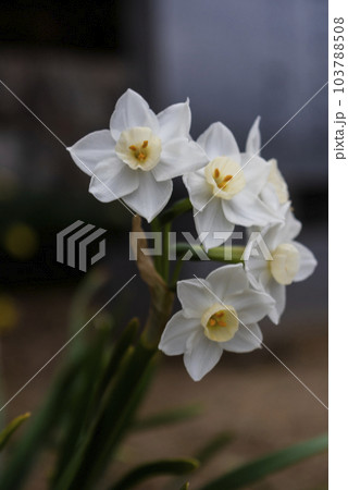 水仙 水仙 103788508