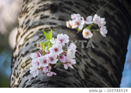 桜の新芽 103788514