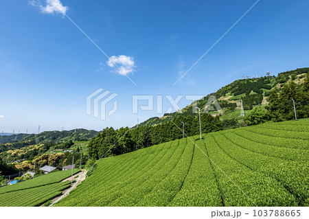 静岡県掛川市にある茶畑と粟ヶ岳山頂の茶の文字 103788665
