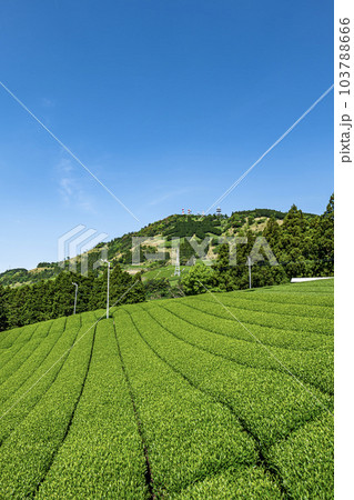 静岡県掛川市にある茶畑と粟ヶ岳山頂の茶の文字 103788666