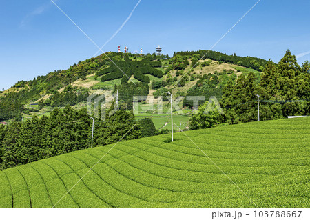 静岡県掛川市にある茶畑と粟ヶ岳山頂の茶の文字 静岡県掛川市にある茶畑と粟ヶ岳山頂の茶の文字 103788667