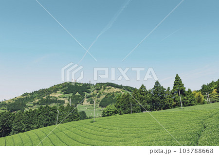 静岡県掛川市にある茶畑と粟ヶ岳山頂の茶の文字 静岡県掛川市にある茶畑と粟ヶ岳山頂の茶の文字 103788668