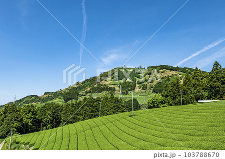 静岡県掛川市にある茶畑と粟ヶ岳山頂の茶の文字 103788670