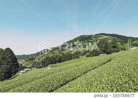 静岡県掛川市にある茶畑と粟ヶ岳山頂の茶の文字 103788677