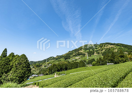 静岡県掛川市にある茶畑と粟ヶ岳山頂の茶の文字 静岡県掛川市にある茶畑と粟ヶ岳山頂の茶の文字 103788678