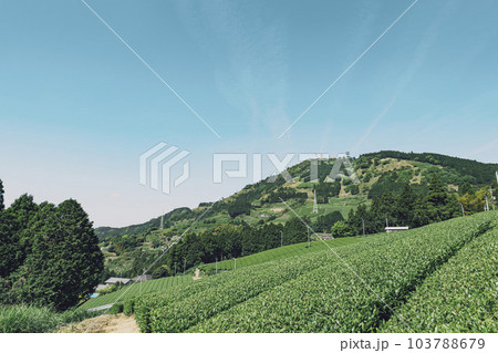 静岡県掛川市にある茶畑と粟ヶ岳山頂の茶の文字 静岡県掛川市にある茶畑と粟ヶ岳山頂の茶の文字 103788679