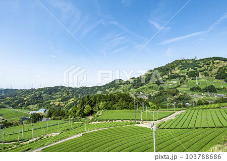 静岡県掛川市にある茶畑と粟ヶ岳山頂の茶の文字 静岡県掛川市にある茶畑と粟ヶ岳山頂の茶の文字 103788686