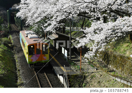 樽見鉄道　日当駅の桜と列車 103788745