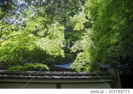 京都・南禅院の「亀山法皇廟所」ともみじ 103788771